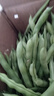 云南高山新鲜四季豆圆青豆现摘直发农家蔬菜鲜嫩饱满带箱2斤健康食材 实拍图