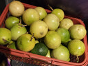 鲜青录广西黄金百香果钦蜜9号新鲜水果黄色白香果西番莲鸡蛋果 净重5斤（单果40-60g） 实拍图