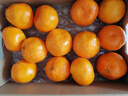 京鲜生 无核蜜桔 精选2斤装橘子/桔子  单果80g+ 生鲜水果 实拍图
