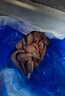 禧美海产 头籽北极甜虾净重3斤 90/120规格 95%头籽 MSC认证 海鲜水产 实拍图