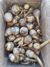 乔诚苏北新鲜农家山茨菇白慈姑茨菰燕尾草地栗芽菇时令蔬菜现挖 5斤 实拍图