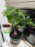 【带盆高度约15-25cm】发财树盆栽室内植物客厅办公室吸甲醛好养 单杆发财树+塑料四方舍得盆+小方底座 花盆直径约8cm 实拍图