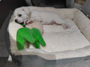 贝尼宠狗窝猫窝宠物窝秋冬加厚保暖网红款耐脏地垫猫咪窝狗床狗垫子睡垫 舒棉绒L 61x47高10cm适25斤宠物 实拍图