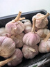 京鲜生山东金乡大蒜带皮新鲜干蒜净重1.8斤单果5.5-6cm 源头直发包邮 实拍图