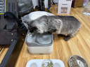 Panasonic松下宠物抑菌饮水机猫咪饮水机自动循环 猫咪喂水机【小笑脸】 实拍图
