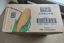 北纬47度水果玉米2.64斤(220g*6根)开袋即食鲜甜玉米棒 低脂低GI早餐苞米 实拍图