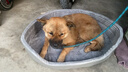 KINDNESS狗窝四季通用冬季宠物窝大型犬狗床沙发安全感小泰迪保暖狗狗睡垫 灰色立体窝【四季款】 四季通用 经济实惠 XL 78*56cm【建议40斤内宠物】 实拍图