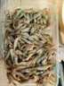 微山湖区淡水河虾鲜活小河虾现捕现冻青虾草虾醉虾五节腿 中号 250g(净重)  单只长度【4-6cm】 一盒装 实拍图