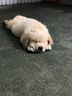 TOTAL EQUILIBRIO巴西淘淘狗粮 中大型犬成犬狗粮英派特鱼油美毛通用型 中大型犬 成犬粮10kg 实拍图