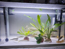 森森 超白玻璃小型热弯水草鱼缸HRK-600套缸+过滤器+水草灯 实拍图