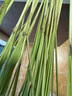 新鲜香料 西餐调料 香茅草(柠檬草)500g 实拍图