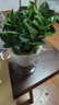 绿有意绿植盆栽多肉花卉盆栽植物室内桌面水培绿植办公室客厅植物懒人 清香3盆】栀子花+九里香+茉莉花 实拍图