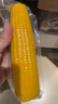 十月稻田 黄甜糯玉米 8根 3.52斤 真空包装 东北粘玉米棒 低脂早餐 实拍图