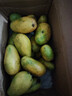 尔蝶海南小台农芒果10斤新鲜小台芒当季热带水果现摘甜心小芒果整箱 精选大果 单果90-120g-热卖爆甜 精选5斤装 净重4.5斤 实拍图