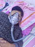 瑞迈特呼吸机G3 B30VT双水平ST家医用无创老人慢阻尘肺病功能不全患者 实拍图
