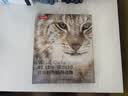 世界野生猫科动物（中国国家地理  科普读物 大猫家族 大猫手绘画册！摄影照片 “猫盟”翻译！老虎 狮子 兔狲 雪豹 豹猫） 实拍图