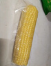十月稻田 黄甜糯玉米 8根 3.52斤 真空包装 东北粘玉米棒 低脂早餐 实拍图