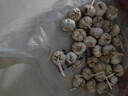 食尚半岛山东金乡鱼台大蒜农家自种干蒜新鲜蔬菜紫皮批发多瓣祘头当季 【中果】精品大蒜5斤 实拍图