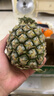 正宗海南金钻凤梨新鲜水果当季树上熟芒果凤梨【催熟食用】 1粒装单果500g-650g【7成熟，催熟再吃】 实拍图