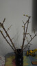 花翁鲜切花干枝年宵花卉水培植物 精选A级腊梅枝60cm5枝源头直发 实拍图