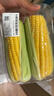 【炖煮季】黄粒甜玉米约800g 实拍图