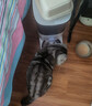 霍曼（Homerun）Real智能自动喂食器猫粮定时猫猫咪自动投食机（不锈钢碗） 实拍图