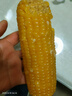 京鲜生 东北黄玉米净重3.6斤 8根*220g+ 真空包装加热即食 源头直发 实拍图