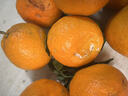 正宗四川不知火丑橘新鲜整箱水果应当季粑粑丑八怪柑橘耙耙桔子 商超果 【75-85mm】店长力荐 5斤 实拍图