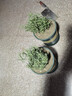 迷迭香苗盆栽可食用驱蚊植物香草薄荷苗绿植物室内煎牛排水培花卉 2盆迷迭香大盆苗约20cm高+加仑盆 实拍图