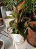 叹为观止18种吊兰任你选金边吊兰各种盆栽花卉客厅垂吊桌面植物净化空气 万年红【陶瓷盆】 含盆 实拍图