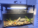米家（MIJIA）小米米家智能生态鱼缸还原自然生态补仓一次三月无忧出差旅行必备 实拍图