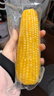 京鲜生【有机】内蒙古敖汉黄甜糯玉米礼盒装200g×8根源头直发包邮 实拍图