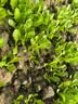 北蔬 生菜种子苗四季盆栽生吃奶油罗马生菜菜种籽 罗马生菜籽约5000粒 实拍图