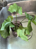 龙鳞春羽水培植物天堂鸟客厅绿萝盆栽花卉富贵竹龟背竹好养的绿植 精品春羽20-25cm【1棵】送营养液 实拍图