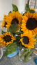 【向日葵】生日礼物鲜切花云南基地直发新鲜太阳花鲜花毕业花束 向日葵10枝 中大花 中大花向日葵 实拍图