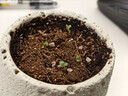 漫生活56L营养土通用型 花土有机土进口泥炭土种菜土多肉兰花种植土壤 实拍图