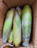 顾果鲜广西白糯牛奶玉米9斤新鲜现摘黏粘棒子带皮生苞米甜嫩农家自种 5斤 实拍图