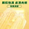 十月稻田 白糯玉米 8根 4.16斤 东北甜粘玉米 非转基因 低脂早餐 实拍图