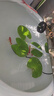 水培一叶莲浮萍迷你水草净化水质鱼缸造景睡莲花水生水养花卉植物 一叶莲 【5片装】尺寸8-11厘米 实拍图