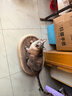 喵丽丝剑麻猫抓板猫窝一体耐磨不掉屑猫咪玩具猫爪板耐抓四季通用抓盆 【冲量款】椭圆麻布贈猫薄荷 实拍图
