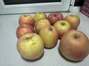 京鲜生山东烟台红富士苹果 5斤装单果75-80mm生鲜水果 源头直发 包邮 实拍图