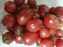 新鲜采摘圣女果樱桃小番茄蔬菜 带箱2斤精选果 实拍图