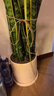 叹为观止大型盆栽金钱榕百合竹金钱树发财树清香木办公室内落地款中型植物 虎皮兰【1.1-1.3米】 不含盆 实拍图