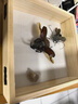独角仙成虫【新虫】幼虫新手入门套餐宠物昆虫甲虫锹甲活体送说明 成虫6--7厘米公虫 晒单实拍图