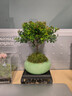 开时果 小叶赤楠盆景摆件 办公室桌面绿植花卉好养盆栽植物源头直发包邮 绿色椭圆盆+苔藓+底座 实拍图