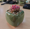 景青小花盆陶瓷多肉控型拇指盆简约创意个性透气桌面迷你可爱 ZY拇指绿冰裂-小四方陶瓷 小 实拍图