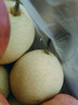 正宗河北鸭梨大果新鲜10斤脆甜梨子水果当季整箱包邮5斤赵县雪梨 特级鸭梨净重5斤 实拍图