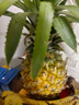 广东徐闻香水菠萝新鲜水果生鲜热带孕妇水果整箱包邮 【限时低价】1个装  单果650g起 实拍图