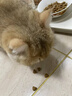 皇家室内成猫粮 I27 通用粮 12月以上 2KG 实拍图