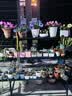 不锈钢花架置物架阳台2025户外铁艺阶梯多层花盆架客厅落地花架子 【全钢架三层】120*62*81cm炭黑 实拍图